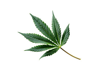 Cannabis Leaf Vinyl Car Decal Sticker – Waterproof & UV-Resistant 8" Cannabis Leaf Vinyl Car Decal Sticker – Waterproof & UV-Resistant 8"