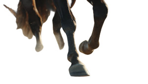 Running Horse Legs Vinyl Car Decal Sticker – Waterproof & UV-Resistant 8" Running Horse Legs Vinyl Car Decal Sticker – Waterproof & UV-Resistant 8"