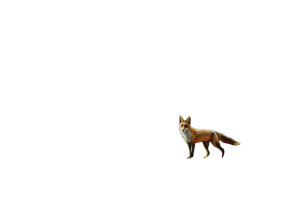 Misty Forest Fox V2 Vinyl Car Decal Sticker – Waterproof & UV-Resistant 8" Misty Forest Fox V2 Vinyl Car Decal Sticker – Waterproof & UV-Resistant 8"