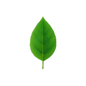Green Leaf Vinyl Car Decal Sticker – Waterproof & UV-Resistant 8" Green Leaf Vinyl Car Decal Sticker – Waterproof & UV-Resistant 8"