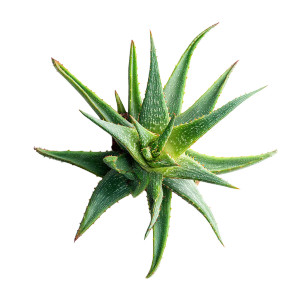 Aloe Plant Vinyl Car Decal Sticker – Waterproof & UV-Resistant 8"