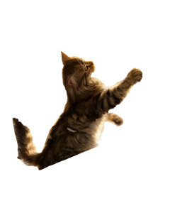 Cat On Windowsill Vinyl Car Decal Sticker – Waterproof & UV-Resistant 8" Cat On Windowsill Vinyl Car Decal Sticker – Waterproof & UV-Resistant 8"