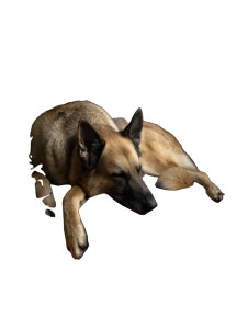 Sleeping German Shepherd V2 Vinyl Car Decal Sticker – Waterproof & UV-Resistant 8" Sleeping German Shepherd V2 Vinyl Car Decal Sticker – Waterproof & UV-Resistant 8"