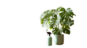 Healthy Monstera Plant Vinyl Car Decal Sticker – Waterproof & UV-Resistant 8" Healthy Monstera Plant Vinyl Car Decal Sticker – Waterproof & UV-Resistant 8"