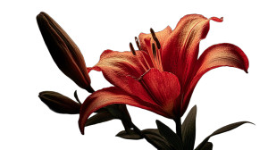 Flame Lily Vinyl Car Decal Sticker – Waterproof & UV-Resistant 8"