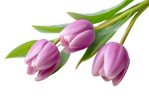Pink Tulip Blooms Vinyl Car Decal Sticker – Waterproof & UV-Resistant 8" Pink Tulip Blooms Vinyl Car Decal Sticker – Waterproof & UV-Resistant 8"