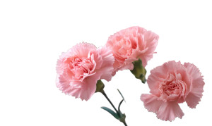 Pink Carnations Bloom Vinyl Car Decal Sticker – Waterproof & UV-Resistant 8"