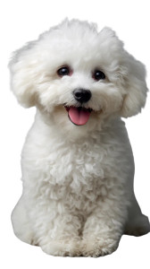 Bichon Frise Winner Vinyl Car Decal Sticker – Waterproof & UV-Resistant 8"