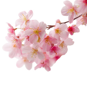 Pink Sakura Close-Up Vinyl Car Decal Sticker – Waterproof & UV-Resistant 8" Pink Sakura Close-Up Vinyl Car Decal Sticker – Waterproof & UV-Resistant 8"