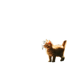 Fairy Tale Kitten Vinyl Car Decal Sticker – Waterproof & UV-Resistant 8" Fairy Tale Kitten Vinyl Car Decal Sticker – Waterproof & UV-Resistant 8"