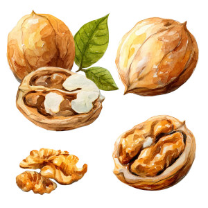 Watercolor Walnuts Vinyl Car Decal Sticker – Waterproof & UV-Resistant 8"
