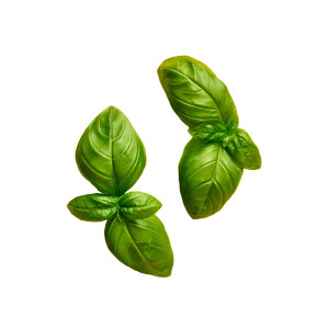Basil Leaves Vinyl Car Decal Sticker – Waterproof & UV-Resistant 8" Basil Leaves Vinyl Car Decal Sticker – Waterproof & UV-Resistant 8"