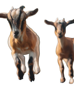 Goats On Trampoline Vinyl Car Decal Sticker – Waterproof & UV-Resistant 8"