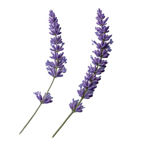 Lavender Sprigs Vinyl Car Decal Sticker – Waterproof & UV-Resistant 8" Lavender Sprigs Vinyl Car Decal Sticker – Waterproof & UV-Resistant 8"