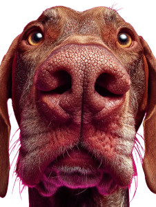 Curious Doberman Portrait V2 Vinyl Car Decal Sticker – Waterproof & UV-Resistant 8" Curious Doberman Portrait V2 Vinyl Car Decal Sticker – Waterproof & UV-Resistant 8"