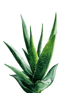 Aloe Vera Painting Vinyl Car Decal Sticker – Waterproof & UV-Resistant 8"