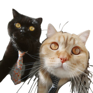 Fashionable Feline Duo Vinyl Car Decal Sticker – Waterproof & UV-Resistant 8" Fashionable Feline Duo Vinyl Car Decal Sticker – Waterproof & UV-Resistant 8"