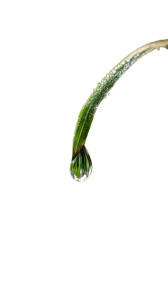 Dew Drop Fall Vinyl Car Decal Sticker – Waterproof & UV-Resistant 8"