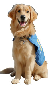 Bori The Golden Retriever Vinyl Car Decal Sticker – Waterproof & UV-Resistant 8"