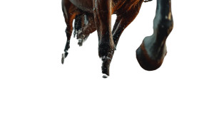 Running Horse Splash Vinyl Car Decal Sticker – Waterproof & UV-Resistant 8"