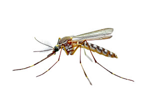Mosquito Close-Up V2 Vinyl Car Decal Sticker – Waterproof & UV-Resistant 8" Mosquito Close-Up V2 Vinyl Car Decal Sticker – Waterproof & UV-Resistant 8"