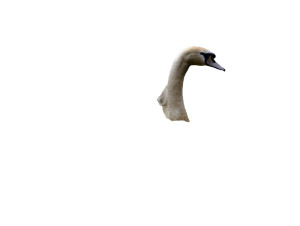 Abstract Duck Vinyl Car Decal Sticker – Waterproof & UV-Resistant 8"