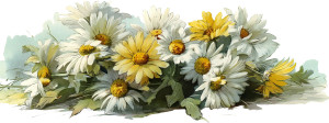 Vintage Daisies Bouquet Vinyl Car Decal Sticker – Waterproof & UV-Resistant 8" Vintage Daisies Bouquet Vinyl Car Decal Sticker – Waterproof & UV-Resistant 8"