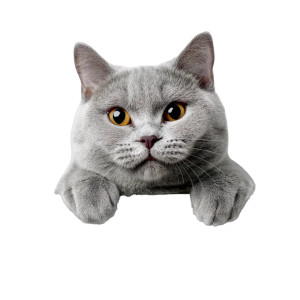 Cute British Shorthair V2 Vinyl Car Decal Sticker – Waterproof & UV-Resistant 8"