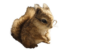 Accountant Squirrel Vinyl Car Decal Sticker – Waterproof & UV-Resistant 8"