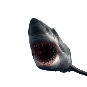 Realistic Shark Leap Vinyl Car Decal Sticker – Waterproof & UV-Resistant 8"