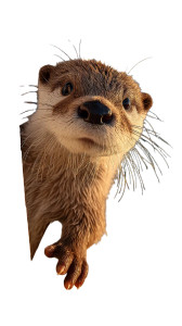 Baby Otter Smiling V2 Vinyl Car Decal Sticker – Waterproof & UV-Resistant 8" Baby Otter Smiling V2 Vinyl Car Decal Sticker – Waterproof & UV-Resistant 8"