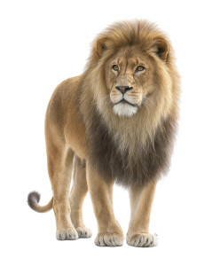Dominant Male Lion Vinyl Car Decal Sticker – Waterproof & UV-Resistant 8" Dominant Male Lion Vinyl Car Decal Sticker – Waterproof & UV-Resistant 8"