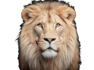 Lion Portrait V3 Vinyl Car Decal Sticker – Waterproof & UV-Resistant 8"