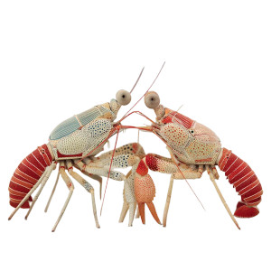 Crustacean Kisses Vinyl Car Decal Sticker – Waterproof & UV-Resistant 8"