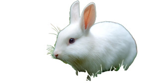 White Rabbit V4 Vinyl Car Decal Sticker – Waterproof & UV-Resistant 8"