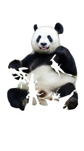 China Panda Vinyl Car Decal Sticker – Waterproof & UV-Resistant 8" China Panda Vinyl Car Decal Sticker – Waterproof & UV-Resistant 8"