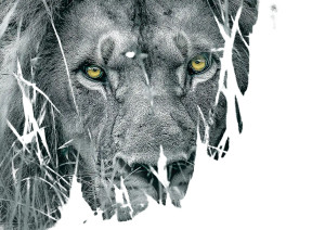 Camouflaged Lion Vinyl Car Decal Sticker – Waterproof & UV-Resistant 8"