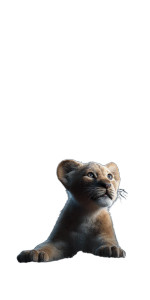 Lion Cub Gaze Vinyl Car Decal Sticker – Waterproof & UV-Resistant 8" Lion Cub Gaze Vinyl Car Decal Sticker – Waterproof & UV-Resistant 8"