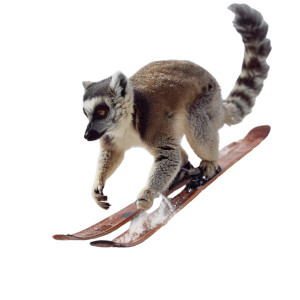 Skiing Lemur Vinyl Car Decal Sticker – Waterproof & UV-Resistant 8"