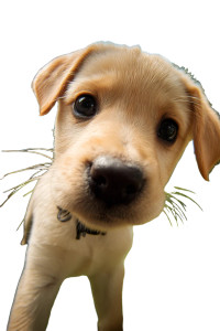 Yellow Puppy Vinyl Car Decal Sticker – Waterproof & UV-Resistant 8"