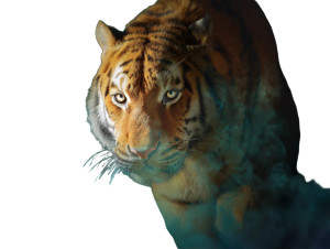 Staring Tiger Vinyl Car Decal Sticker – Waterproof & UV-Resistant 8"