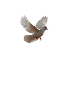 Dove Release Vinyl Car Decal Sticker – Waterproof & UV-Resistant 8" Dove Release Vinyl Car Decal Sticker – Waterproof & UV-Resistant 8"