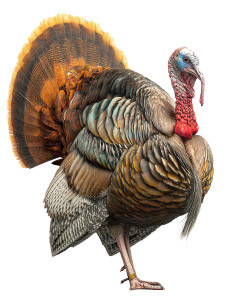 Huge Turkey Display Vinyl Car Decal Sticker – Waterproof & UV-Resistant 8"