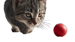 Chasing Kitten Vinyl Car Decal Sticker – Waterproof & UV-Resistant 8"