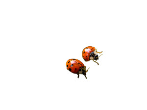 Ladybugs In Heart Vinyl Car Decal Sticker – Waterproof & UV-Resistant 8"