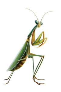 Pixar Mantis Vinyl Car Decal Sticker – Waterproof & UV-Resistant 8"