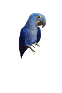 Blue Hyacinth Macaw Vinyl Car Decal Sticker – Waterproof & UV-Resistant 8"