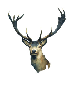 Majestic Deer Vinyl Car Decal Sticker – Waterproof & UV-Resistant 8" Majestic Deer Vinyl Car Decal Sticker – Waterproof & UV-Resistant 8"