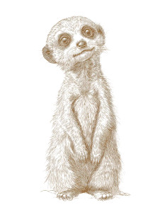 Baby Meerkat Sketch Vinyl Car Decal Sticker – Waterproof & UV-Resistant 8" Baby Meerkat Sketch Vinyl Car Decal Sticker – Waterproof & UV-Resistant 8"