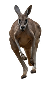 Alarmed Kangaroo Vinyl Car Decal Sticker – Waterproof & UV-Resistant 8"